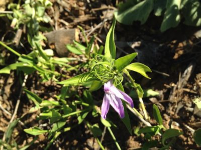 Justicia squarrosa, photographed by Étienne Lacroix-Carignan