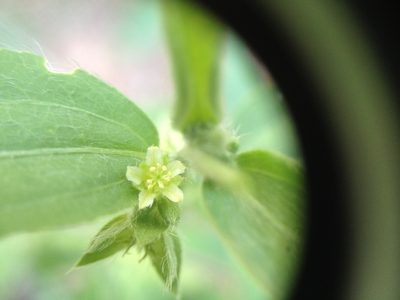 Ditaxis breviramea, photographed by Étienne Lacroix-Carignan