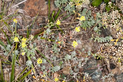 Odontarrhena argentea, photographed by Drepanostoma