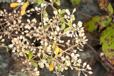Odontarrhena argentea, photographed by Drepanostoma
