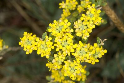 Odontarrhena argentea, photographed by Drepanostoma