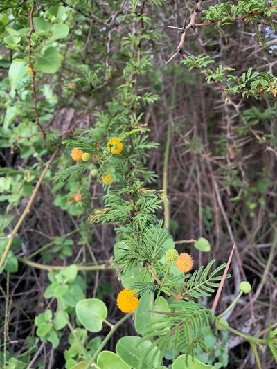 Vachellia rorudiana, photographed by Carrie Seltzer