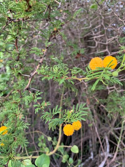 Vachellia rorudiana, photographed by Carrie Seltzer