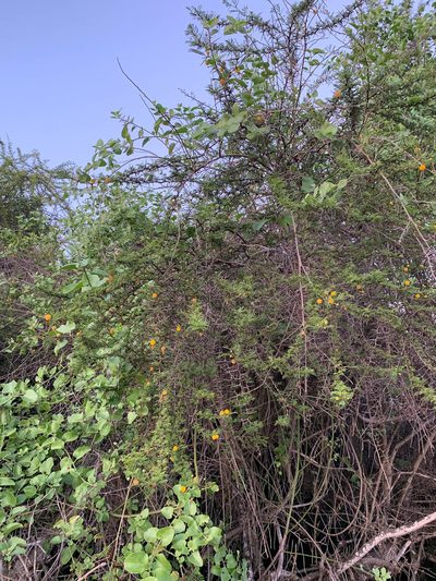 Vachellia rorudiana, photographed by Carrie Seltzer