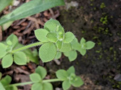Galium texense, photographed by Alison Northup