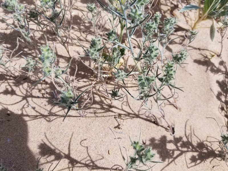 Johnstonella costata, photographed by Bob Miller
