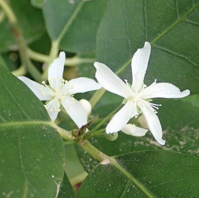 Hoheria equitum, photographed by Peter de Lange