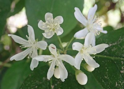 Hoheria equitum, photographed by Peter de Lange