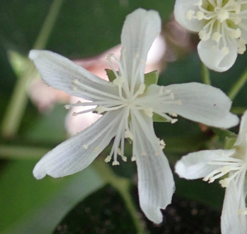 Hoheria equitum, photographed by Peter de Lange