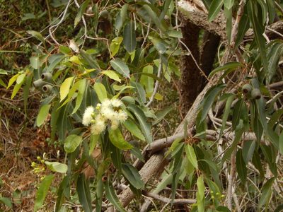 Corymbia calophylla, photographed by Oliver Stringham