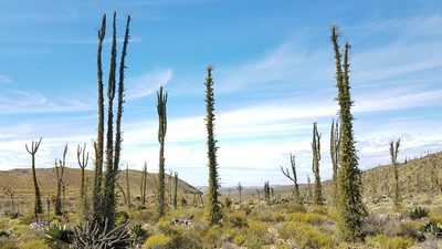 Fouquieria columnaris, photographed by Alan Rockefeller
