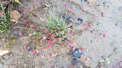 Eriogonum thurberi, photographed by Alan Rockefeller