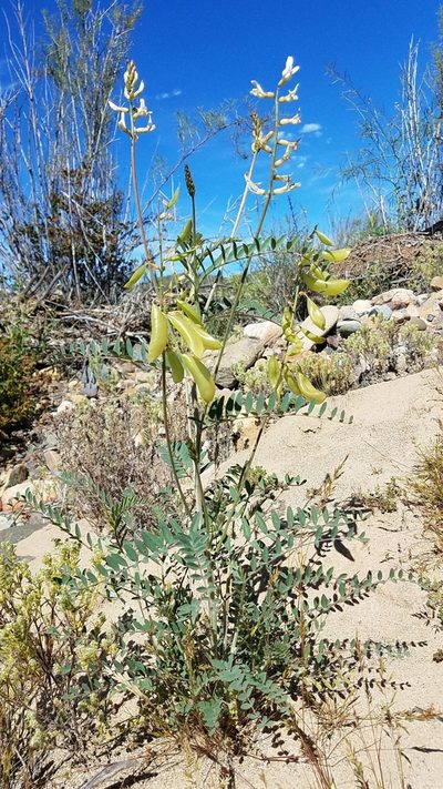 Astragalus fastidius, photographed by Alan Rockefeller