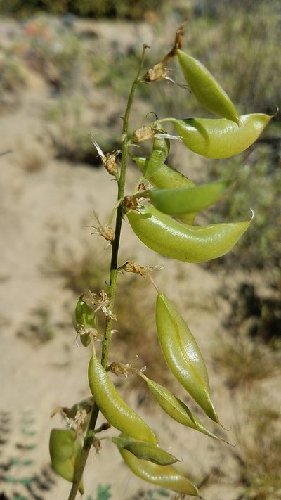 Astragalus fastidius, photographed by Alan Rockefeller