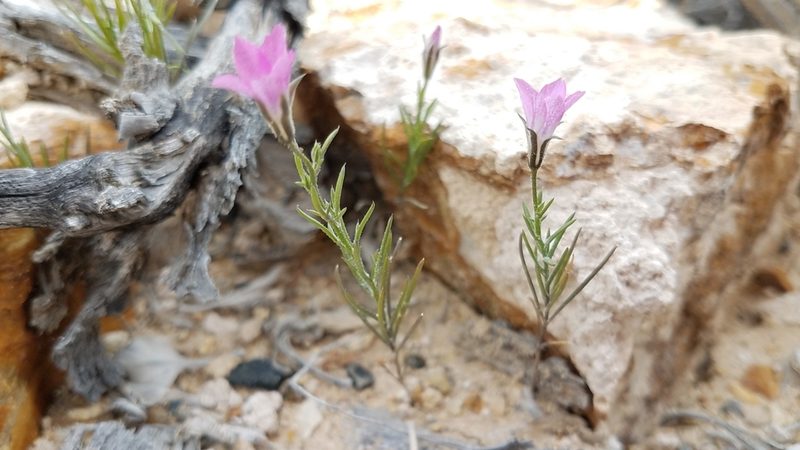Bryantiella palmeri, photographed by Alan Rockefeller