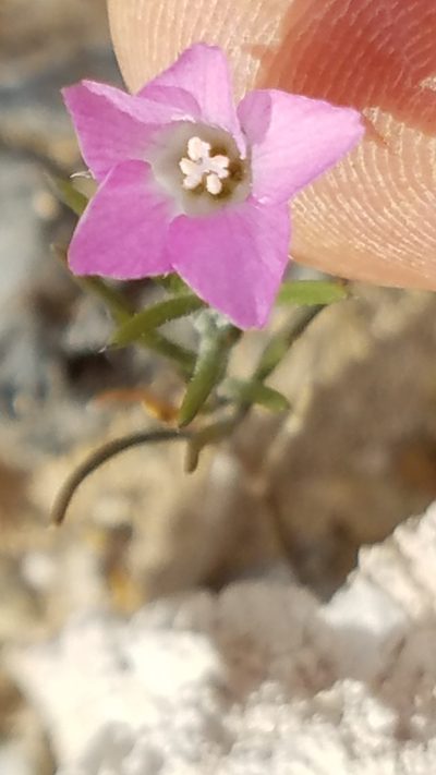 Bryantiella palmeri, photographed by Alan Rockefeller