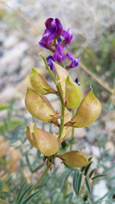 Astragalus idrietorum, photographed by Alan Rockefeller