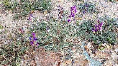 Astragalus idrietorum, photographed by Alan Rockefeller
