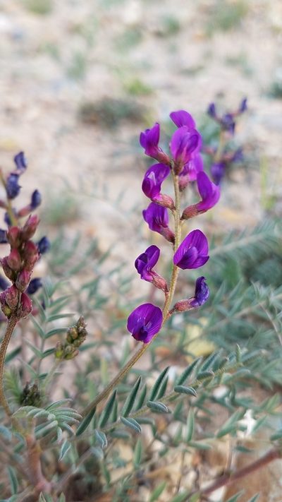 Astragalus idrietorum, photographed by Alan Rockefeller
