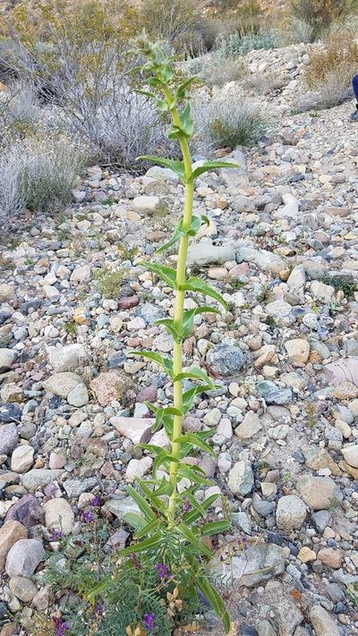 Penstemon eximius, photographed by Alan Rockefeller