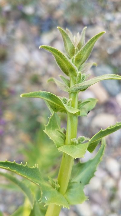 Penstemon eximius, photographed by Alan Rockefeller
