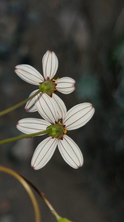 Coreocarpus parthenioides, photographed by Alan Rockefeller