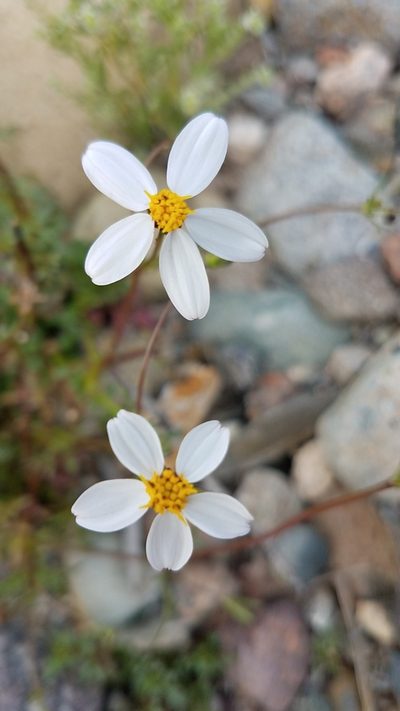 Coreocarpus parthenioides, photographed by Alan Rockefeller