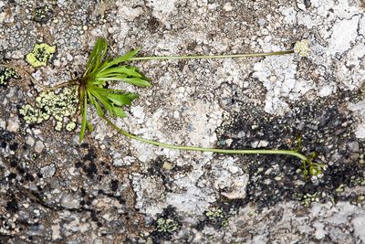 Teesdalia coronopifolia, photographed by Drepanostoma