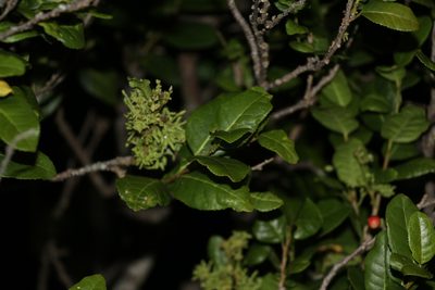 Streblus banksii, photographed by Andy McKay