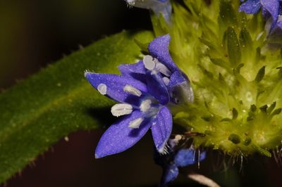 Spermacoce dibrachiata, photographed by i_c_riddell
