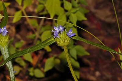 Spermacoce dibrachiata, photographed by i_c_riddell