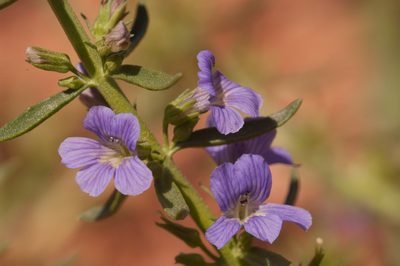 Stemodia florulenta, photographed by Rolf Lawrenz