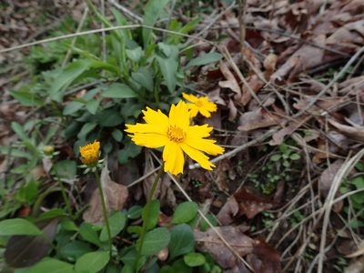 Coreopsis auriculata, photographed by John P Friel