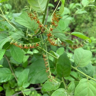 Myriopus psilostachya, photographed by Carrie Seltzer