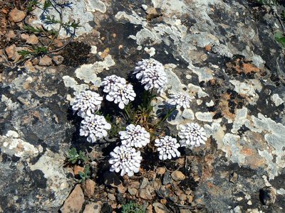 Iberis simplex, photographed by Vitaliy Rudenko