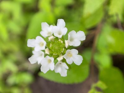 Lantana peduncularis, photographed by Carrie Seltzer