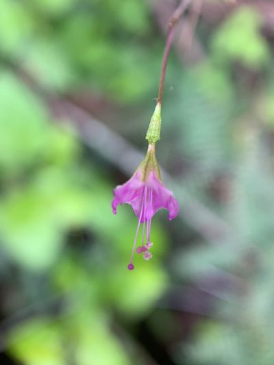 Boerhavia tuberosa, photographed by Carrie Seltzer