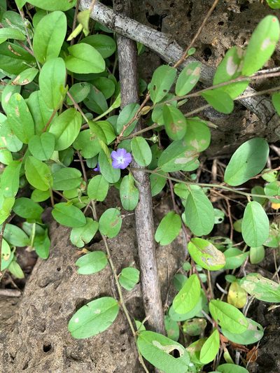 Evolvulus convolvuloides, photographed by Carrie Seltzer