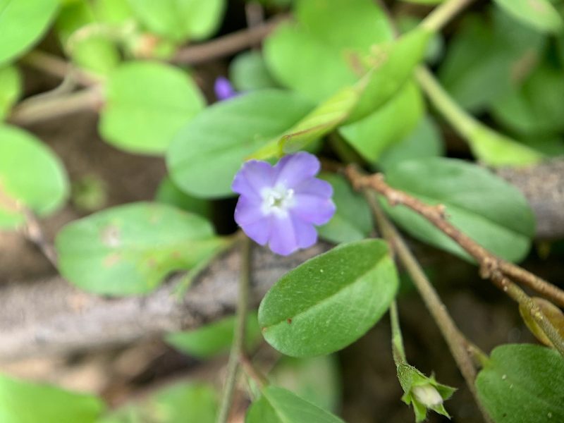 Evolvulus convolvuloides, photographed by Carrie Seltzer