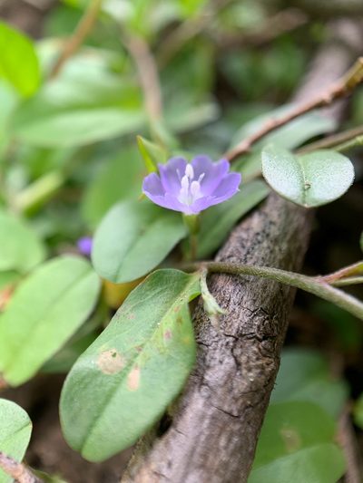 Evolvulus convolvuloides, photographed by Carrie Seltzer