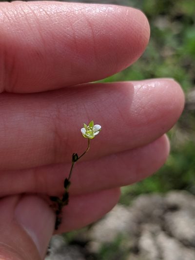 Arenaria benthamii, photographed by Alison Northup