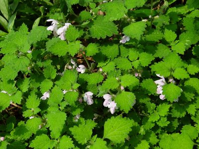 Matsumurella tuberifera, photographed by 葉子