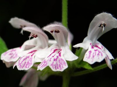 Matsumurella tuberifera, photographed by 葉子