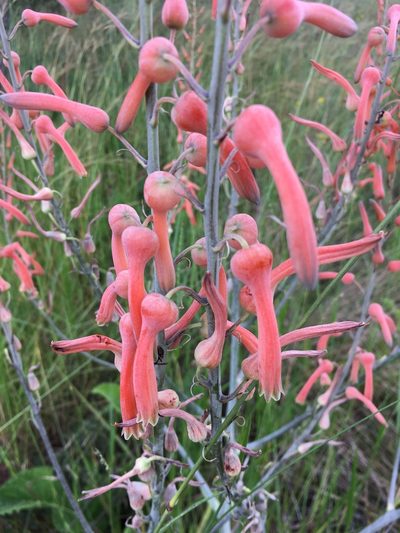 Aloe simii, photographed by katuchka