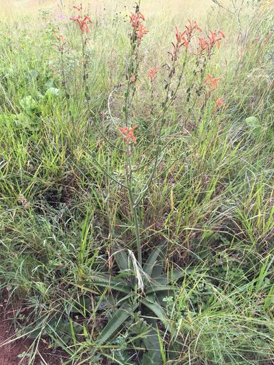Aloe simii, photographed by katuchka