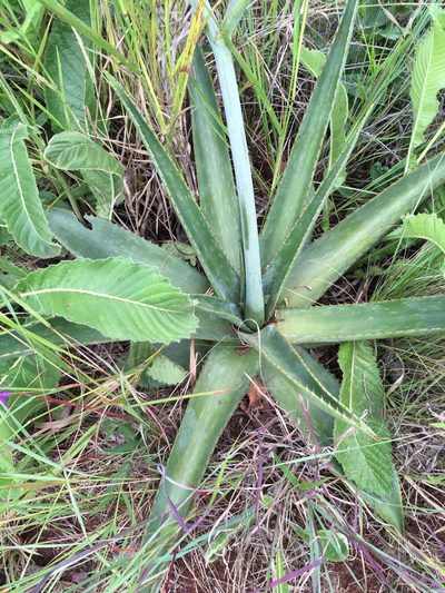 Aloe simii, photographed by katuchka