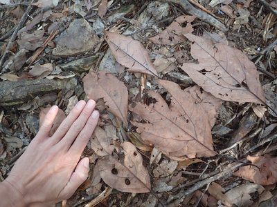 Sassafras randaiense, photographed by 呂一起(Lyu yi-chi)