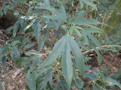 Dendropanax dentigerus, photographed by 呂一起(Lyu yi-chi)
