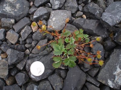Potentilla nivea, photographed by Rob Foster