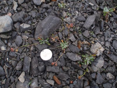 Physaria arctica, photographed by Rob Foster